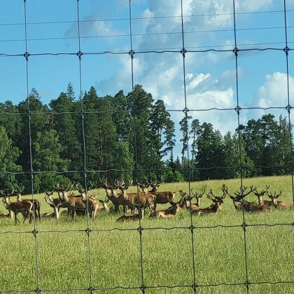 Deer Garden